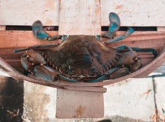 Fresh Large Male Hard Crabs
