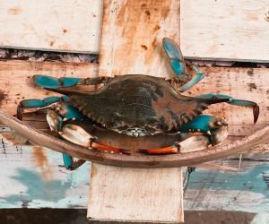 Fresh Medium Female Hard Crabs
