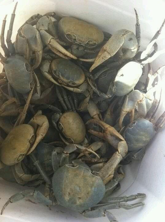 Jamaican Land Crabs - Bushel
