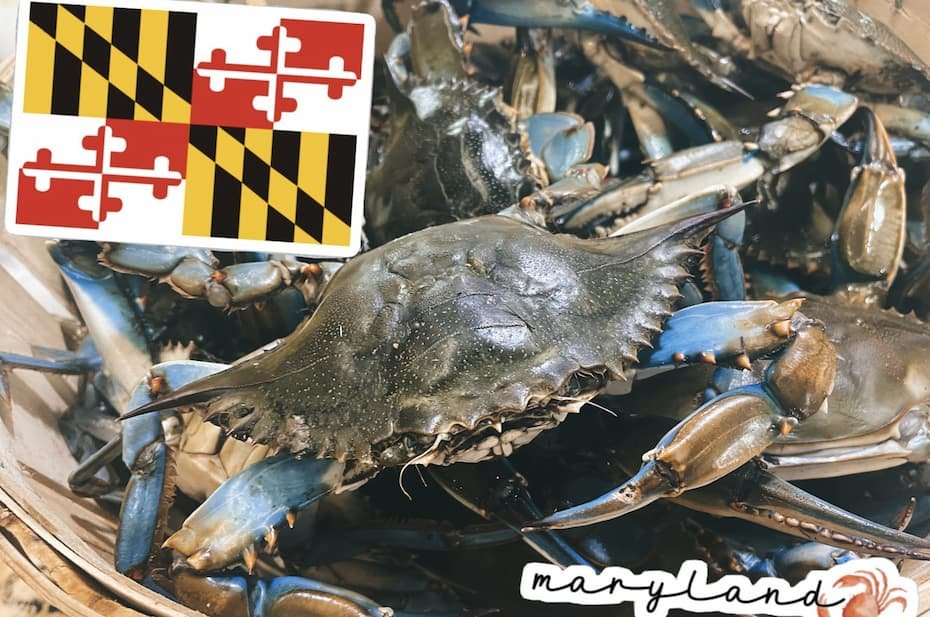 Live blue crabs seafood selection