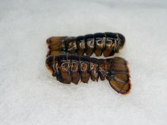 Standard Lobster Tails - 2 Pack